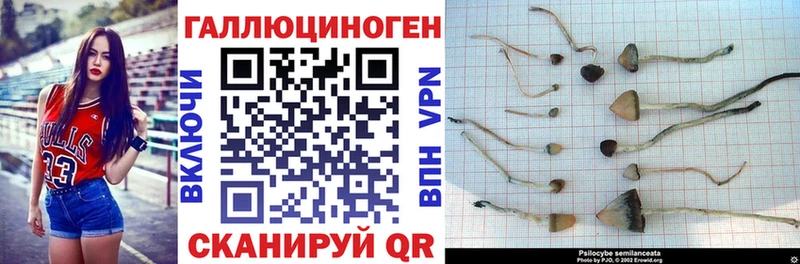 Псилоцибиновые грибы GOLDEN TEACHER  Верхняя Пышма 
