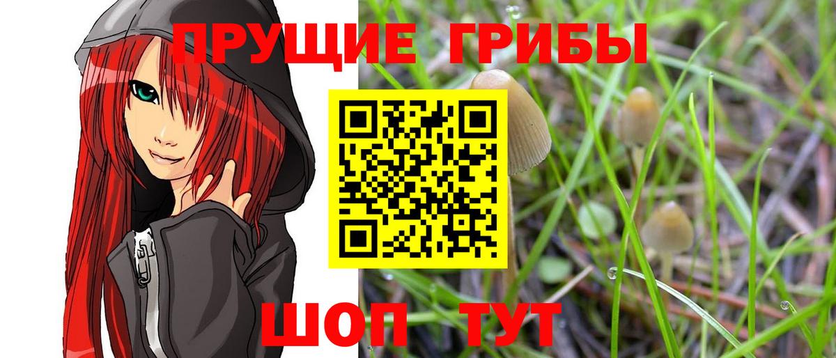 Верхняя Пышма  Псилоцибиновые грибы Psilocybine cubensis  Вход с VPN 